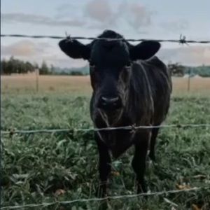 Meet your Posher, Ann